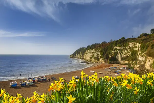 devon